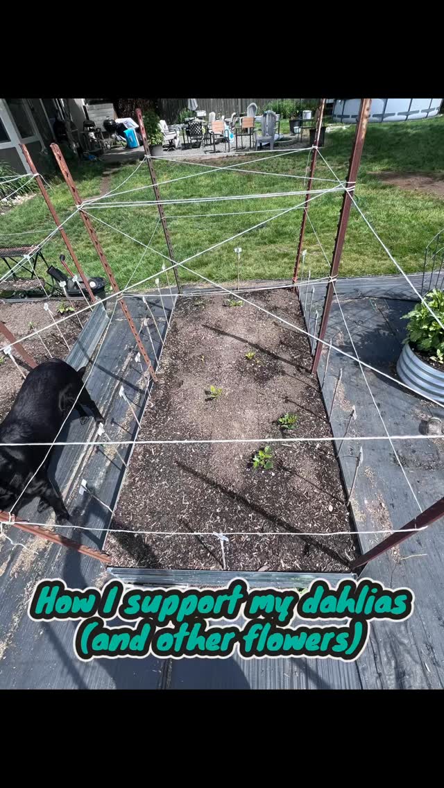 Besides “is this gall?” and “is this tuber too small?”, one of the top questions in Facebook groups and grower conversations is how to properly support and stake dahlias.
I had a few customers from this year’s sale who are new to dahlias, so I thought this would be a great opportunity to document the method I use!
I started supporting my dahlias this way last year after learning this style from Erin at @muddyhillflowerfarm
This year, I’m using the same method for my snapdragon and zinnia beds too!