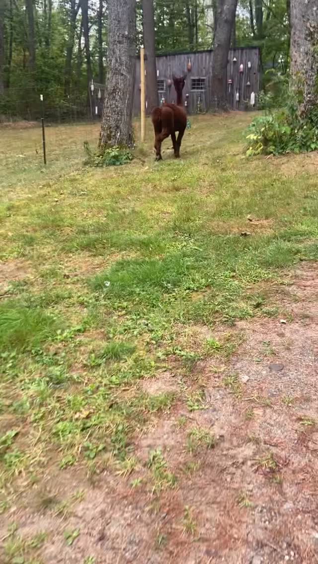 Escape artist, Will!
#alpaca #lulusbarn #westportisland #alpacafarmlife #animalantics