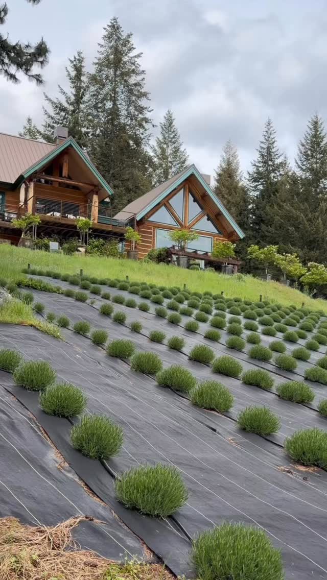 All Good Things Start with Lavender. Join our new farm tours at Rising Star Lavender Farm in Hayden! See where our lavender is grown organically in the rich soil of North Idaho and harvested with care by hand. Book online today.