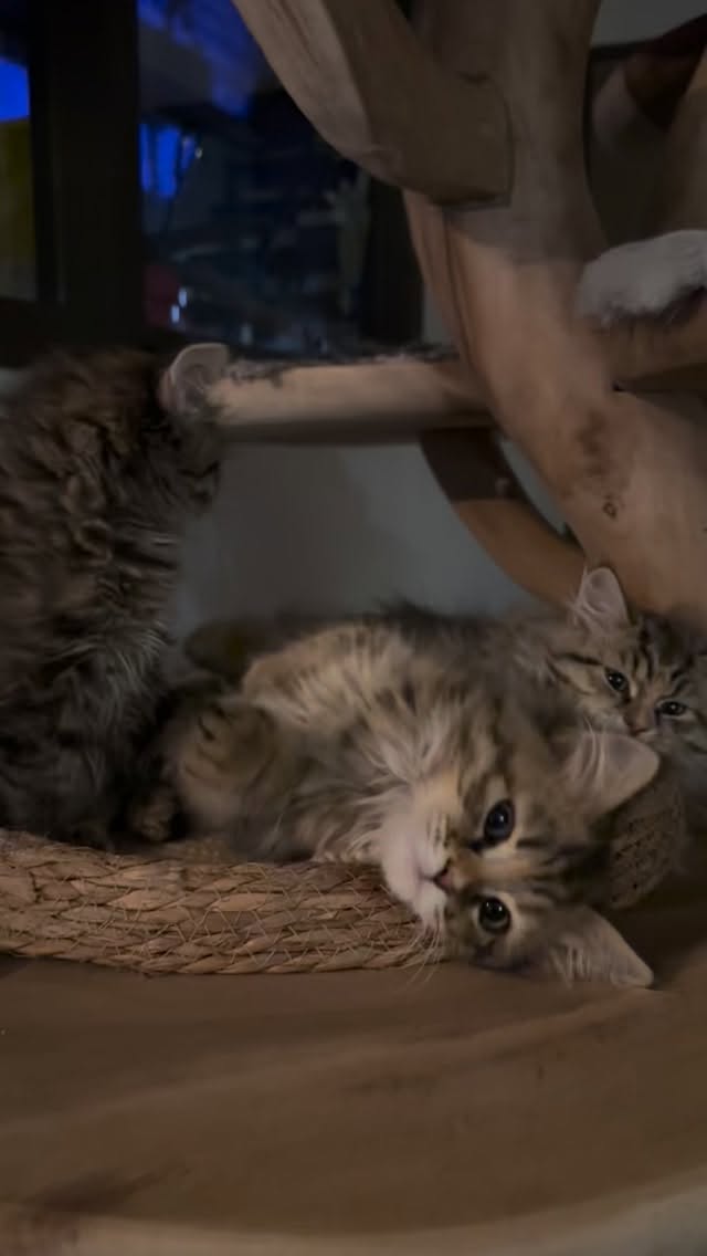 Kittenspam ๐ป๐ป ๐ป