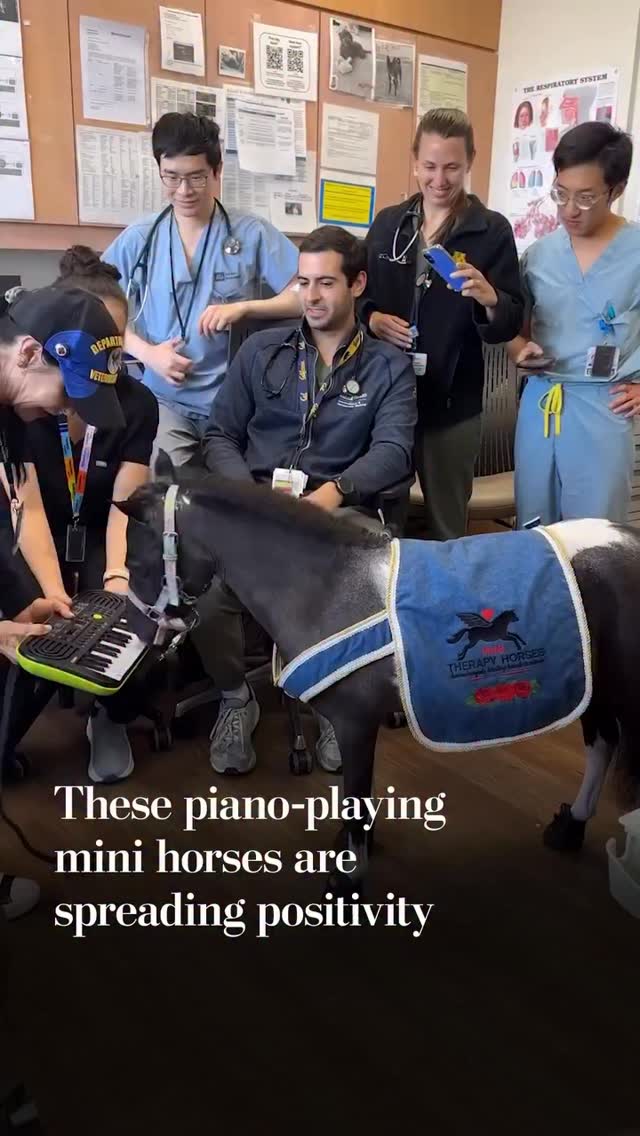 MTH is honored to be the subject of this incredible feature in the @washingtonpost ! We are so proud of the work we do, and hope it brings joy to all of you as well 💜
——
Repost from @washingtonpost
•
Victoria Nodiff-Netanel carries a 32-key piano everywhere, including hospitals, schools, police stations and parties. But it’s not for her to play.
She has trained her nine miniature horses to run their muzzles along the keyboard, creating tunes that are as tumultuous as they are amusing. Music is one way the mares, part of Nodiff-Netanel’s nonprofit called Mini Therapy Horses, comfort people, especially hospital patients, in Southern California.
“Wherever you go, you’re bringing joy,” said Nodiff-Netanel. “It’s pretty hard not to have a smile and feel joy when you see a little tiny horse — a beautiful little horse — playing a keyboard.”
Read more at the link in our bio.