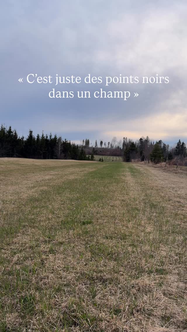 Notre première observation d’ours noirs de la saison et quelle observation !! 🐻