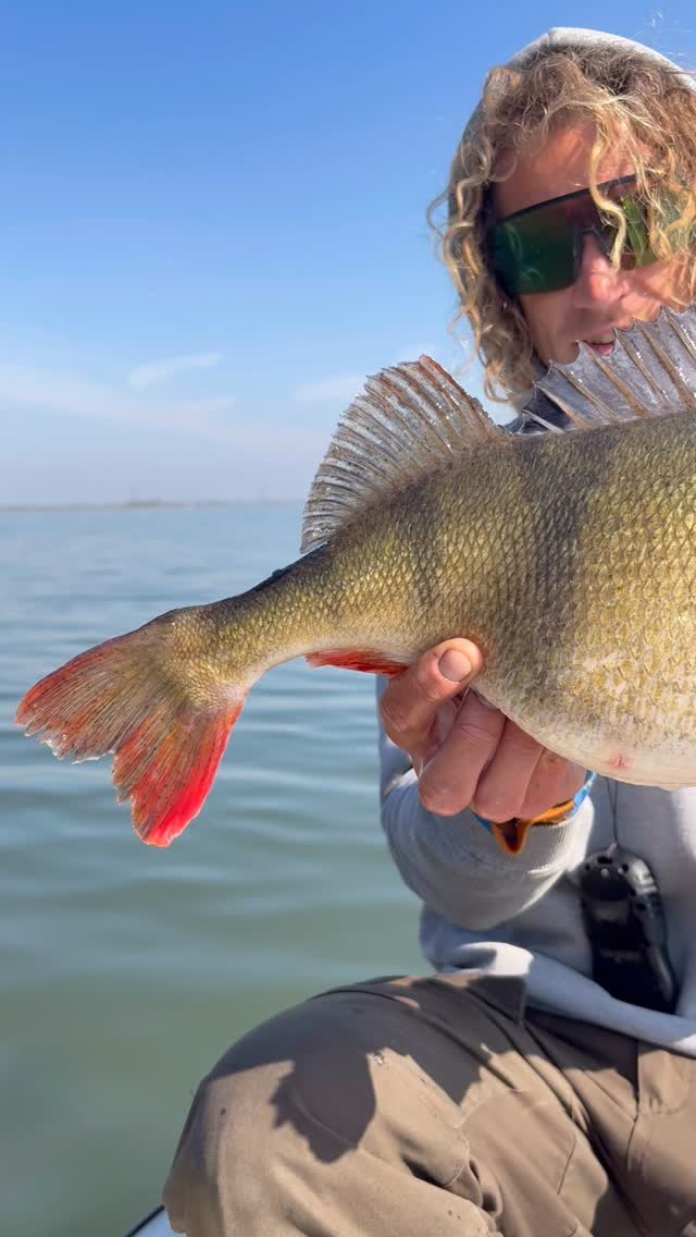 Chasing obese Peacock Perch😍 lovely days out with the squad exploring new waters and a big bonus when you manage to fin a handful of these bonckers!!
#fishingguidenetherlands #catchandrelease #perch #bass #fishingcharterholland
