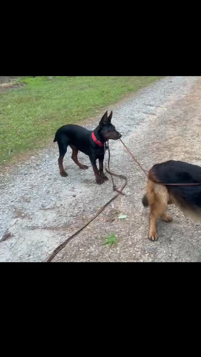 Ronin walking his big brother Zeus!
📍Georgia 🇺🇸
-
Laizhou hong chinese red dog
-
Nothing for sale, DM to inquire about the breed!
-
dutch shepherd sighthound #rarebreed #protectiondog #chinesereddog beauceron schutzhund protection dog psa german shepherd guard dog trainer preservation chinese red dog #dobie