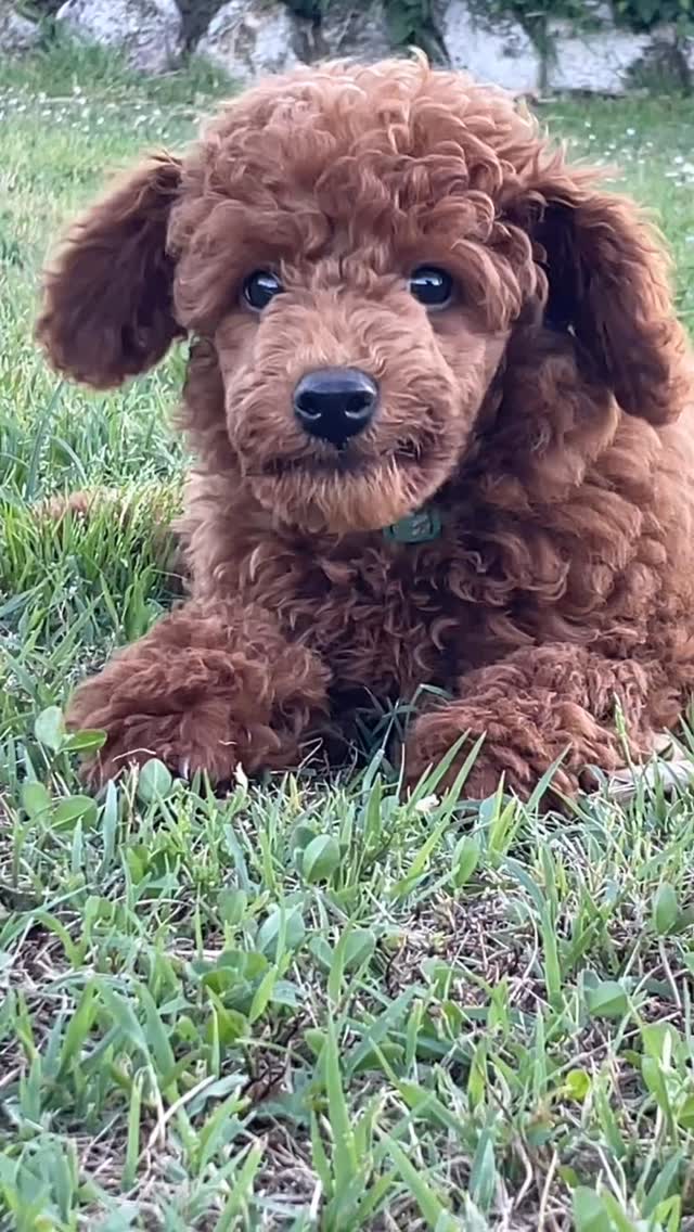 Ma quanto e’ carinoooo??? 😍😍😍 #barbone #poodle