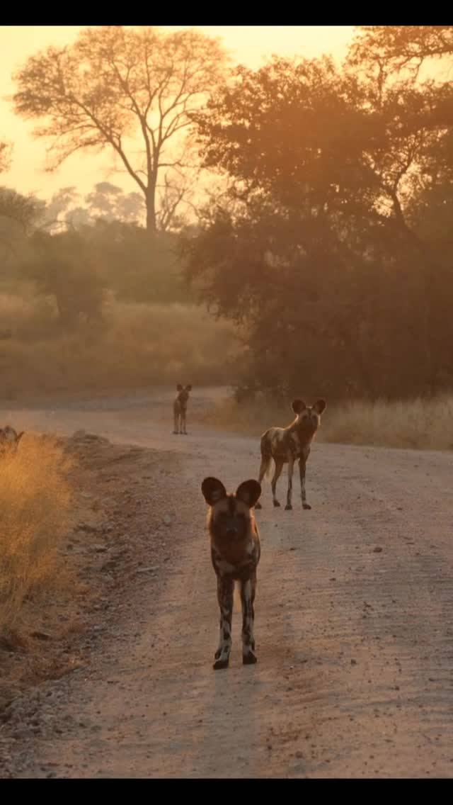 Come with us on a wild dog safari to Nyerere National Park.
Nyerere is the best place in the world to see African wild dogs.
There are roughly 6.600 painted dogs left in the wild, scattered in fragmented populations across the continent. Nyerere National Park alone is estimated to hold 800 to 1.300 of them - somewhere around 15% of the entire global population, in a single protected area. There is no other park in the world where the odds of finding a pack are this good!
Track Africas rarest large predator in the heart of their biggest remaining stronghold - on foot, by boat, and on Game drives. Then unwind under canvas at Wanyamapori Porini Camp where every detail is taken care of.