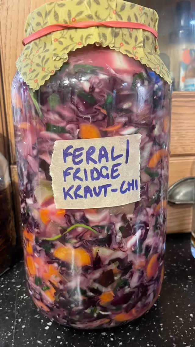 Kraut o’clock 🫙🌿🥬🥕🪸
The wild garlic is in its prime here in Morvern at that crossover stage in growth for picking leaves, buds and flowers. The flowers are my favourite for packing a super garlicky punch and of course look so beautiful added to food.
I spent a fun filled Saturday night with @breadandrosesoutdoors making a batch of funky ferments. I love how our house ferments roll with the seasons. This one is a combination of what’s about in the garden and wild for the picking and what was lurking in the bottom of the fridge, needing used up!
Wild garlic leaves and flowers
Chive leaves and flowers
Dulse
Red and white cabbage
Feral rhubarb
Carrots
2% salt
What are you fermenting at the moment?
.
.
.
.
.
#fermentation #wildfood #feralfood #scotlandswildmedicine #guthealth