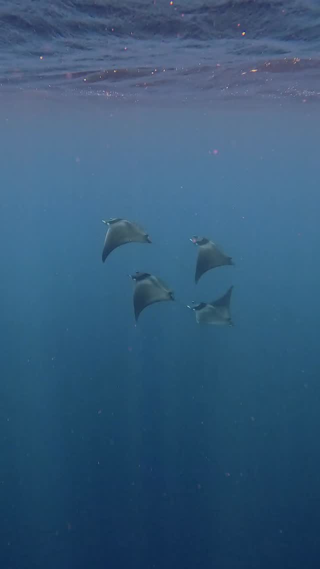 Encuentro con Mobula Mobular en La Ventana.
La Mobula mobular es una especie de raya gigante menos común de observar en el Golfo de California. A diferencia de la Mobula munkiana —la especie más conocida de la región por sus enormes agregaciones y saltos cerca de la superficie— la mobular es más grande, robusta y suele habitar aguas más profundas y oceánicas. Ambas se alimentan de plancton y forman parte de la increíble biodiversidad marina del Golfo de California.
#safarimarino #marinesafari #laventana #mobula