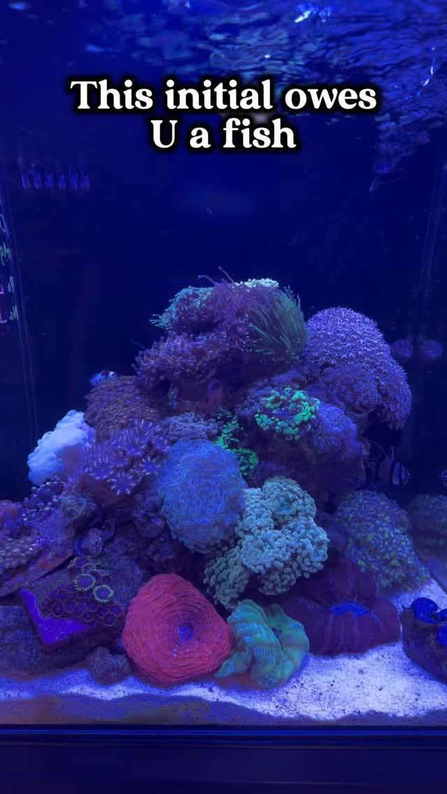 @ whoever owes you a fish 😂
Tag them below 👀
Open today 12-5
Stock list: https://www.undertheseanc.com/retail-store