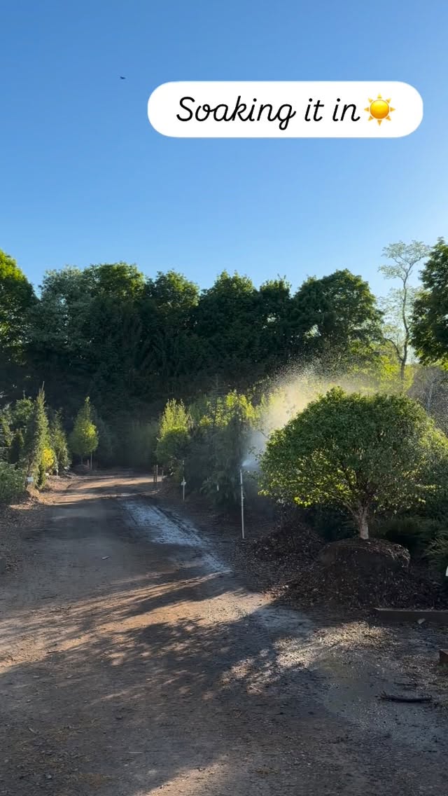Watering days at our garden center 💧🌿
Nothing better than the sound of sprinklers and plants soaking up the spring sunshine. What a beautiful day! ☀️
#familyownedandoperated
#gardencenterlife
#203local
#bestofnorwalk