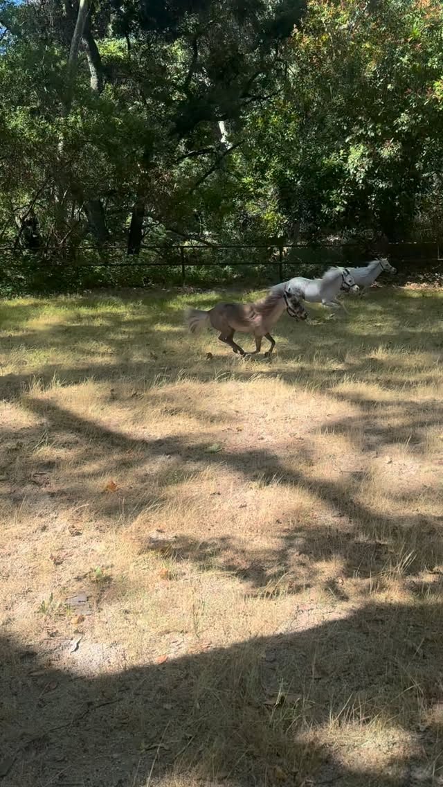 Galloping into the weekend with Mini Therapy Horses!🐎🦄❤️#minitherapyhorses @minitherapyhorses @ucla_pac #horse #horses #horselife #wellness #fun #playtime #gallop #happiness #joy #exercise #love @calabasassaddlery @platinumperformance @equusfoundation @equinebalancedsupport