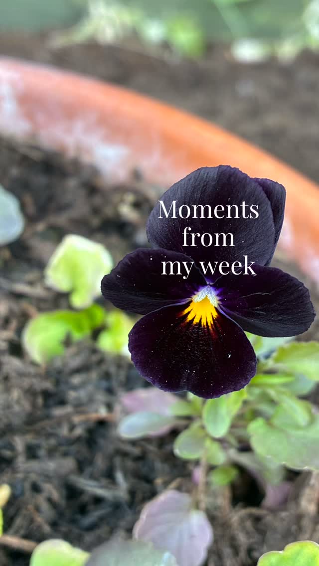 👩🏽🌾 A few moments from my week 🌿
Fruit slowly plumping up in the garden 🍓
Planting up borders and veggies for clients, along with new designs slowly coming to life.
Lots of family time outdoors, plenty of lilac in bloom and the sunflowers I sowed with my son have finally germinated 🌻
It’s the little moments that make this season feel so special.
What’s your favourite thing in the garden right now?
#thegranarygarden #gardeningweek #gardenlife #seasonalliving #seasonalgardening