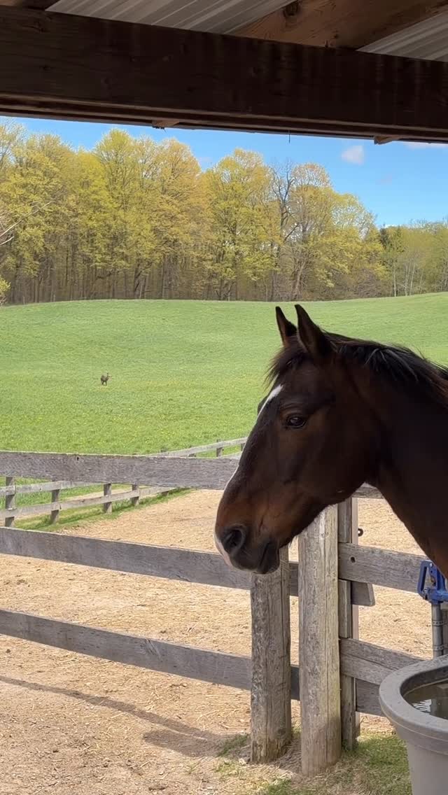 A peaceful moment between two souls 🐴🦌
