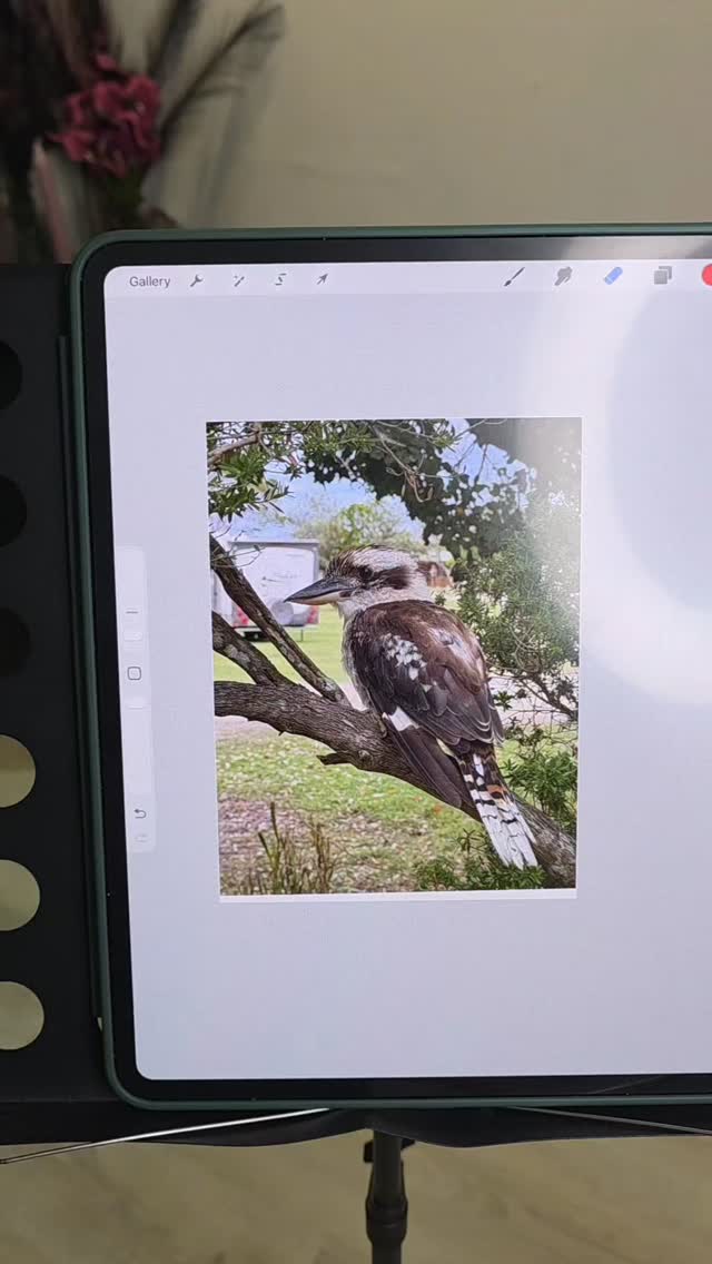 Deze lachende Kookaburra heb ik getatoeëerd vanaf een foto die ze zelf maakte tijdens haar reis ✨
Leuk weetje: de Kookaburra staat bekend om zijn ‘lachende’ geluid dat je zelfs van ver kunt horen 👀
#kookaburra
#birdtattoo
#finelinetattoo
#tattooartist
#meaningfultattoo