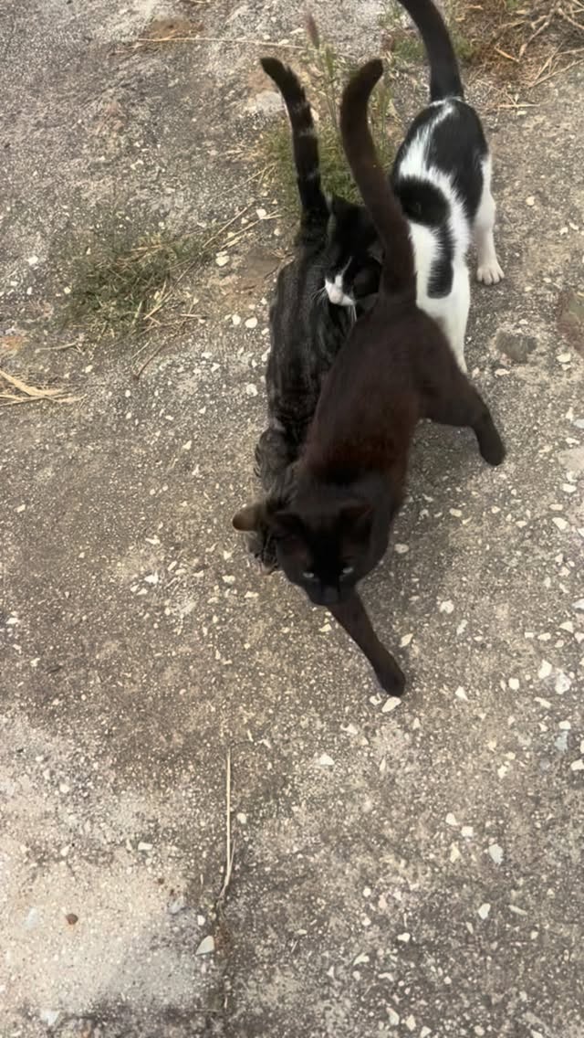 Familie “Klittenband” 😉🐾
Elke dag weer hetzelfde: zodra ik het voer uit de auto haal, moet ik opschieten. Luid miauwend staan ze klaar.
Maar ondertussen zorgen zij er zelf voor dat alles nét iets langzamer gaat. 😉❤️
Altijd dichtbij elkaar, altijd nieuwsgierig en ruimte geven, dat kennen ze niet. 😉
�Echte klittenbandjes dus. 🐶🐱💕