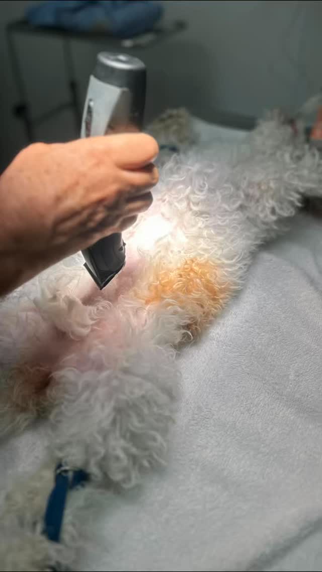 🐾 Consultas generales y chequeos preventivos
💉 Vacunación y desparasitación
🔬 Laboratorio y diagnósticos por imagen
✂️ Cirugías generale
🦷 Cuidado dental veterinario
🐶🐱 Atención personalizada para perros y gatos de todas las edades
Gracias por confiar en nosotros. En Fontes Animal Clinic, tu mascota está en buenas manos.
*
*
Fontes Animal Clinic
📲 305-364-5327
📍 2330 SW 67 AVE Miami, FL 33155
🌐Website: https://www.fontesanimal.com
#fontesanimalclinic #florida #miami #hialeah #veterinarymedicine vettech vetmed FontesAnimalClinic 6toAniversario CuidandoConAmor 💙