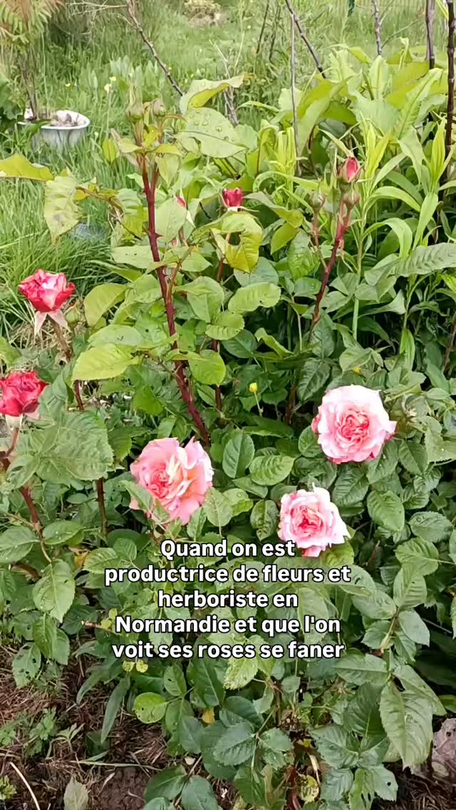 Les roses du jardin sont soit cueillies pour les #weddingcake soit pour les incontournables pétales de fleurs comestibles à disposer sur un beurre ou un fromage. Retrouver cette fiche produit sur mon site internet.
Mais quand le temps est vraiment pluvieux le mieux est de les cueillir pour en faire un confit à froid. Le sirop se conserve parfaitement en petit flacon il faut juste patienter le temps que le sucre se dissolve.