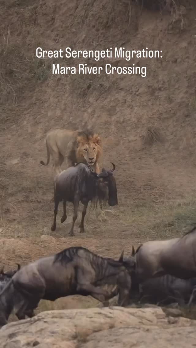 Great Serengeti Migration: Mara River Crossing
The moment everyone waits for in Serengeti National Park, Tanzania — thousands of Wildebeest jumping into the Mara River during the Great Migration.
Fast movement, powerful crossings, and pure survival make this one of the most unforgettable wildlife experiences in Africa.
✨ Witness the real action of Tanzania safari!
📲 https://wa.me/255744391567
🌍 http://www.meilleurtours.com
#MeilleurTours #GreatMigration #SerengetiMigration #TanzaniaSafari #MaraRiverCrossing