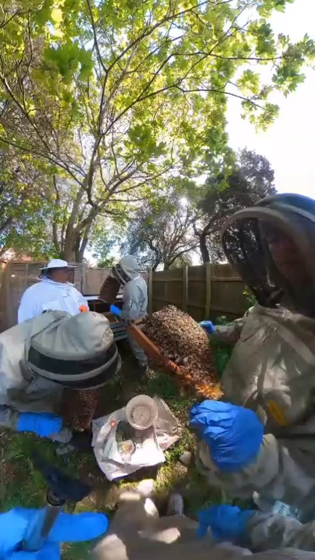Working on the long hive and doing shook swarm. #bee #beekeeper #honeybees #beekeeping #beesuk