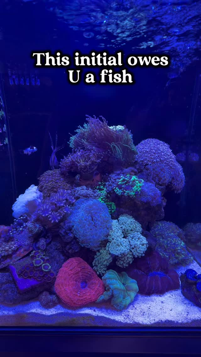 @ whoever owes you your next fish! 😂 #aquariumhobby #fishtank #plantedtank #reeftank #aquarium