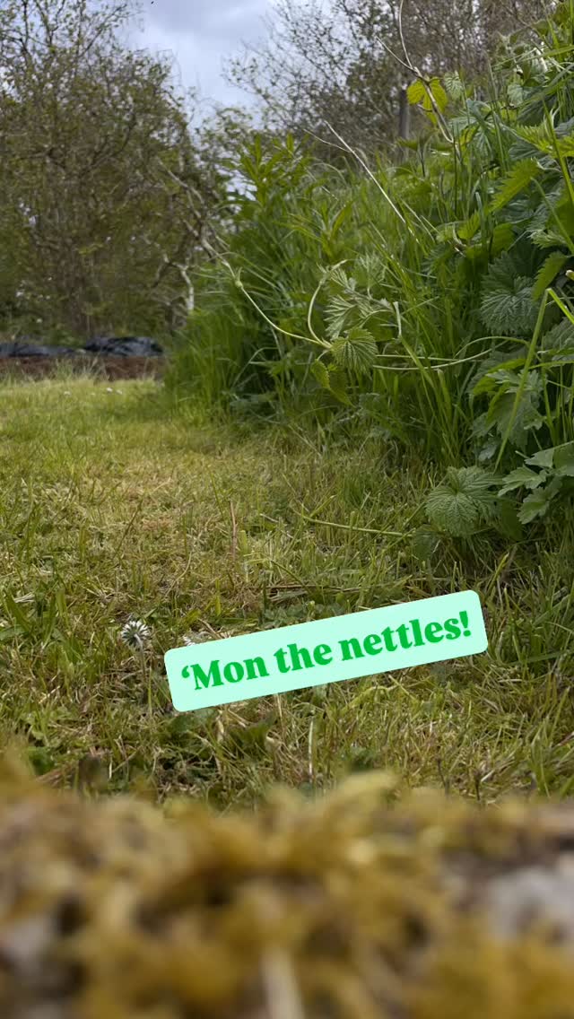 Get yer nettles! 🌿
Here’s an excellent time lapse, mostly of my legs but it’s basically to say….one of my best plant pals, the nettle is prime for the picking in the west highlands and Argyll right now. Nettle is one of my staple springtime foods and most used plants in my herbal medicine clinic. I wish I could pick them as quickly as the time lapse pretends I can…
Don’t miss the moment! Grasp yonder nettle!
You can read more about nettles and other plants in season right now in my book #scotlandswildmedicine
.
.
.
.
.
.
#herbalmedicine #foraging #herbalmedicinemaking #wildfood