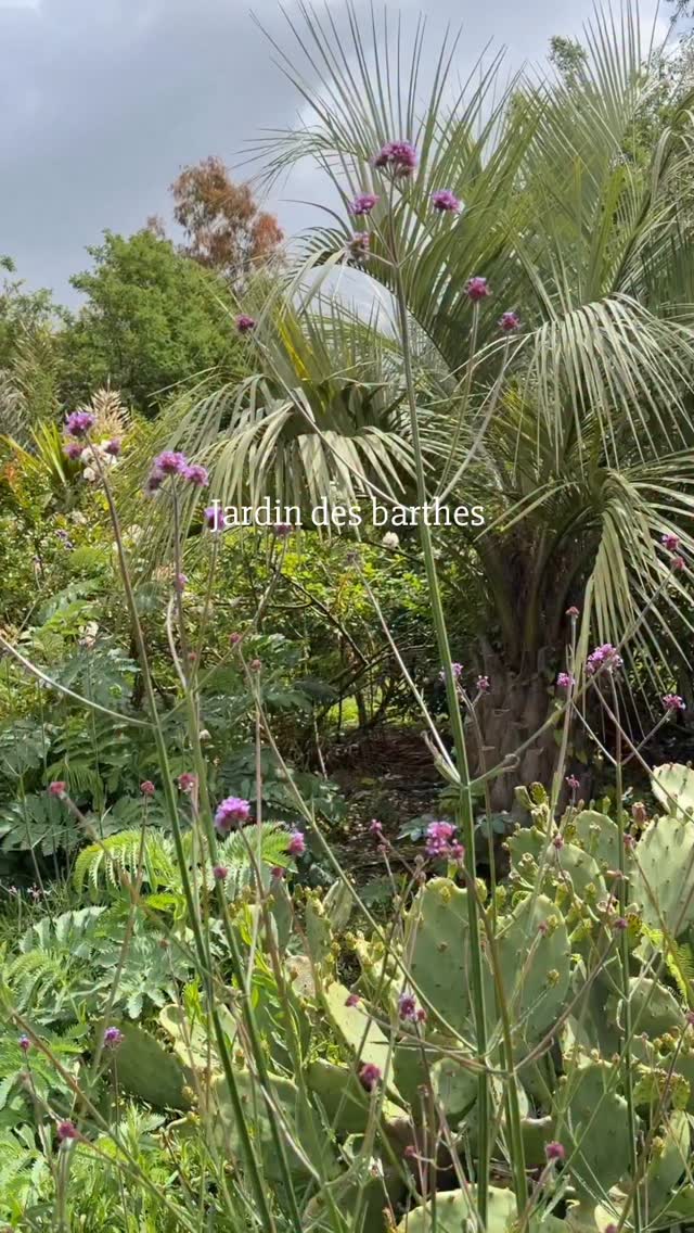 Venez voyager à travers les continents au jardin des barthes
🌱8 tableaux 2500 essences 5 hectares vous transportent de l’orient à la jungle tropicale et pas besoin de prendre l’avion c’est ici en France 😀
🌱un site hors du temps juste le chant des oiseaux la beauté de la nature et vous
🌱jardin des barthes classé remarquable un des plus beaux de nouvelle Aquitaine 15mn d’ Hossegor 30mn de Biarritz
#jardinremarquable #jardin #tropicalgarden #nouvelleaquitaine #natureescape