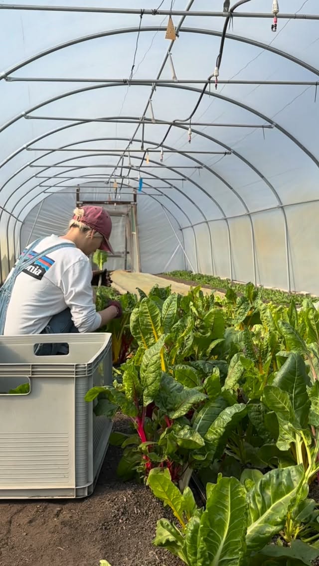 🥬 MANGOLD JE STÁLE TU! 🥬
Veľmi nás teší, ako ste si náš mangold obľúbili – mizne takmer pred očami, no nebojte sa, stále bude k dispozícii!
Ak hľadáte inšpiráciu, čo s ním v kuchyni, ako ho spracovať alebo s ním správne zaobchádzať, pozrite sa trochu hlbšie do našej histórie na staršie príspevky. Dávnejšie sme o ňom písali, tak si ich určite prelistujte a nájdite super tipy!
#dreamfarm #mangold #sezona2026