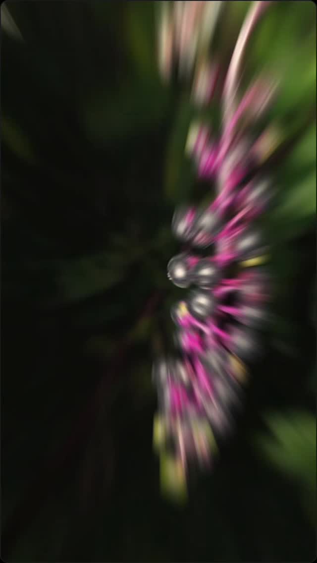 🎉 ONE YEAR ON PALMSTREET 🎉
One year ago we took a chance and started this journey… and what a year it’s been.
From late night packing sessions, nonstop lives, mystery events, and building one of the strongest invert communities around — none of this would’ve been possible without all of YOU. 🖤🕷️
This anniversary weekend is more than just another live… It’s a celebration of the community that helped build Khaveman’s Reptiles into what it is today.
🔥 Anniversary Weekend Features 🔥
• Huge inventory drops
• Rare tarantulas & inverts
• Isopods, bioactive supplies & more
• Special anniversary surprises 👀
• Big live deals all weekend
• 🕷️1 St🪲rt Auctions
• Fr🕷️ee Sh🪲pping “surprises” Friday night sponsored by Palmstreet 👀
• Saturday: TWO Brazilian Jewels (T. seladonia) + A bunch of insane isopod drops 😈
📲 S🕷️VE THE LIVE using the link in bio/story!
(100 saves unlocks extra discounts during the live 👀)
✔️ Follow us on Instagram
✔️ Follow us on Palmstreet
✔️ Turn notifications on 🔔
✔️ Tag your friends & share to your stories
May 29th - May 31st
Thank you all for rocking with us through year one.
Let’s make year two even crazier 🔥
#Palmstreet #KhavemansReptiles #Tarantulas #Isopods #Bioactive