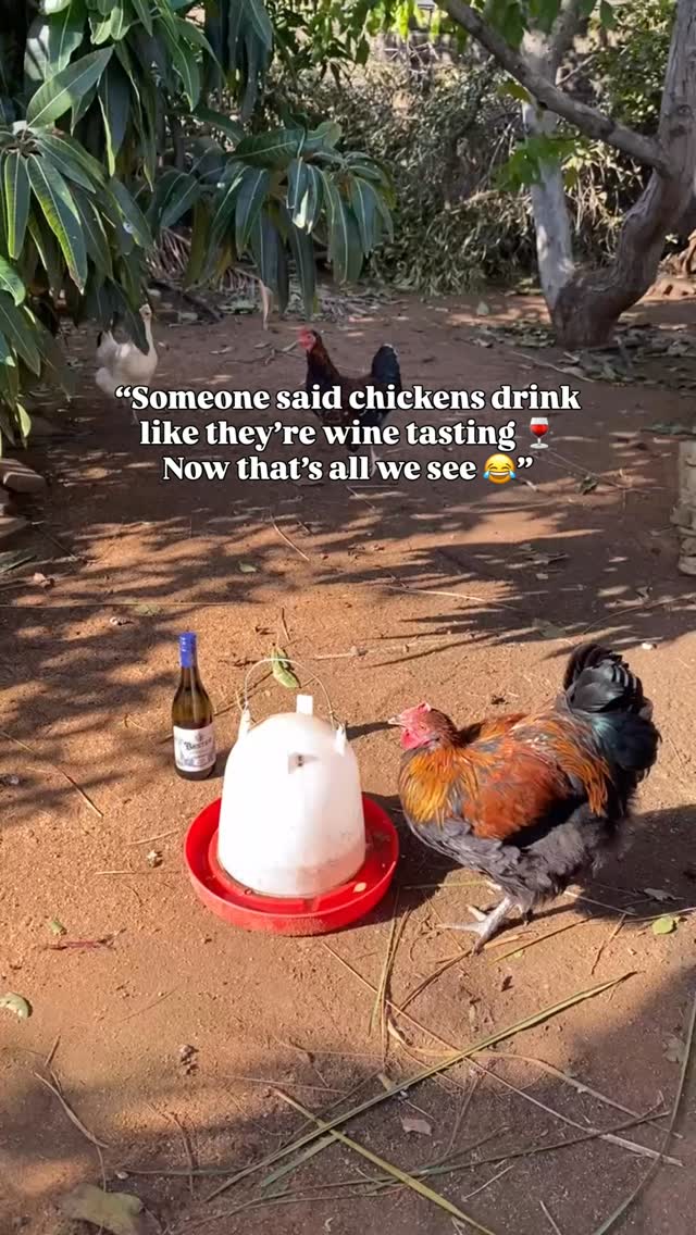 If these fluffy ladies could talk, they would tell you... 🐔🐔🐔
BESTER Family Wines Chenin Blanc is packed with upfront tropical fruit, the bouquet charms with an abundance of lime, grapefruit and white pear. These fruit flavours follow through on the palate, which shows a very crisp acidity, a striking minerality, as well as captivating mild umami notes as a result of partial amphora maturation.
Served well-chilled (8 to 10°C).
Order some today! Email @zakkiebester at zakkie@besterwines.com to get your 🍷 delivered to your door throughout SA.
#BesterFamilyWine
#SouthAfricanWine
#WineFriends
#WinelandsLife
#WineFarmLife