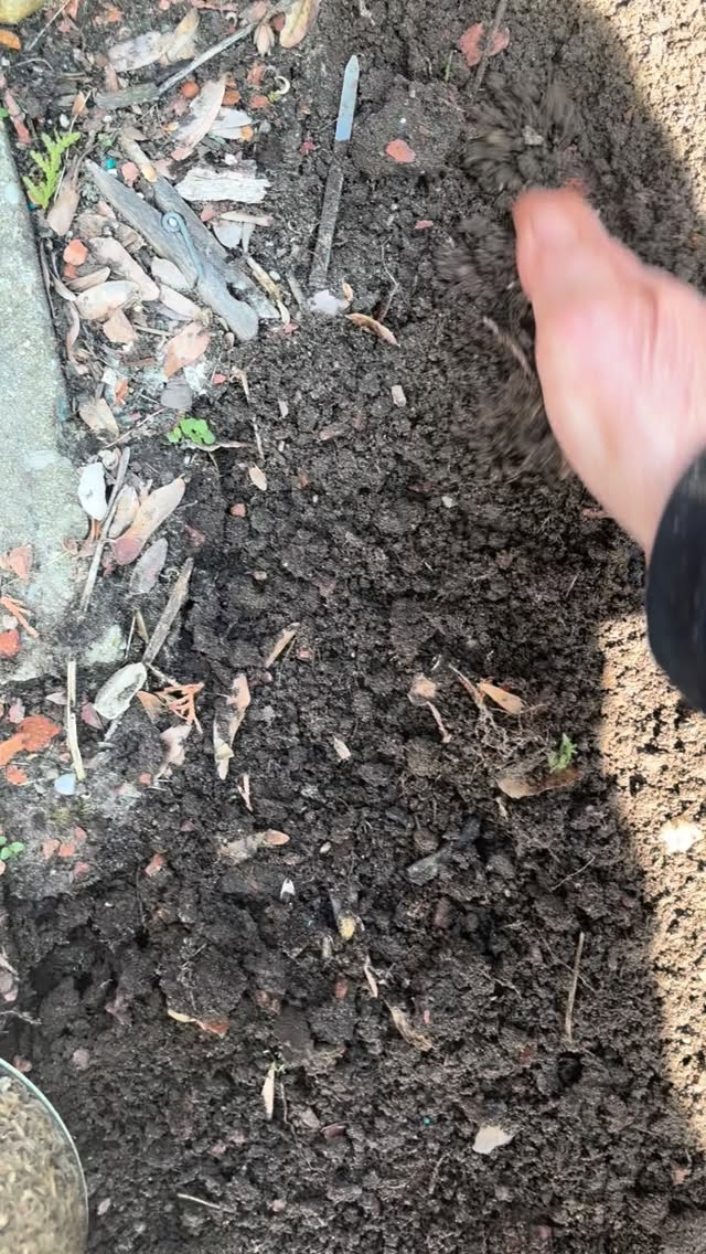 when i was younger, i was completely terrified of worms 😅
now i pick them up without even thinking twice while talking about soil, flowers, and gardening like it’s completely normal.
life has a funny way of changing us 🤍
what’s something you swore you’d never do… that you actually love now?