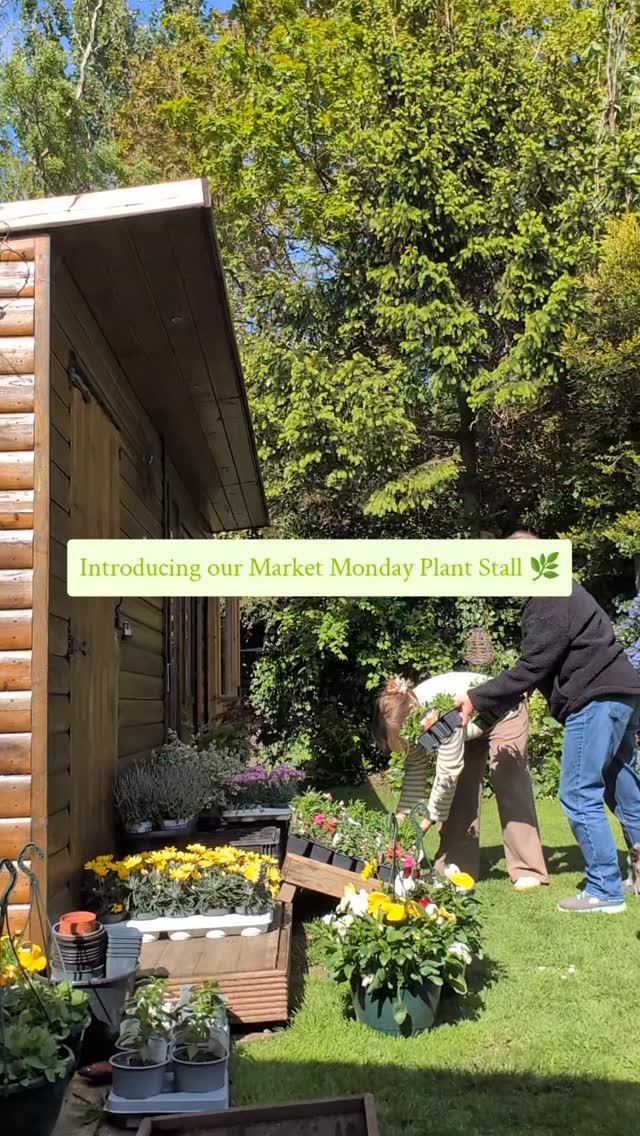 INTRODUCING MONDAY MARKET PLANT STALL 🌿
We've decided to bring some of the market magic back in to you now we do this online🌸
Every Monday, catch Debs on our 'stall' and see what we have available to order. They will be available for free local delivery and collection Monday to Friday. Order via message 🌼
Find pricing here👇🏼
🌸Sweet peas: £1.50 a pack
🏵️Busy Lizzie’s / Nemesia Bedding: £3 a pack
🍁Acers: £20
💠Campanula: £5
🪻Lavender: £5
🌼Coryops: £4
🌸Dianthus: £2 each 3 for £5
🌶️Chilli plants: £4 each
🧺Hanging Baskets: £12.50 each
#knaresboroughplant #harrogateplants #supportlocal #shopsmall #knaresboroughflorist