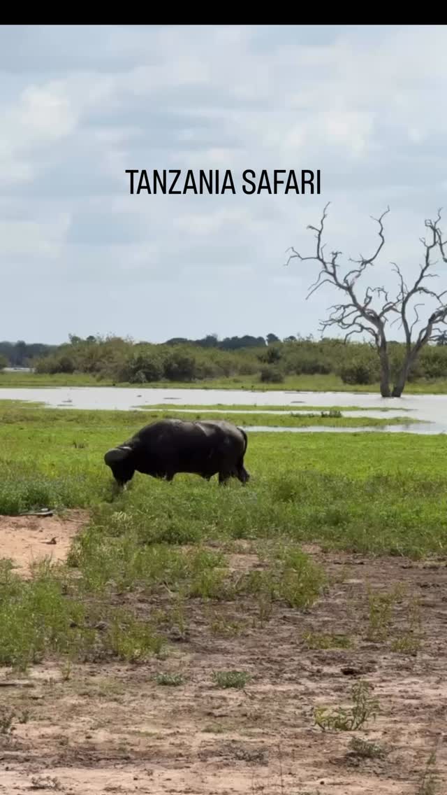 Go on a classic East African safari and visit Nyerere national park. The park was recently upgraded from a game reserve into a national park. Formally known as Selous game reserve the park covers an area of approximately Switzerland. That means it is 3 times the size of the Serengeti and more or less unknown yet. However, apart of the black rhino it hosts an outstanding number of game.
Lion, leopards, elephants and Africas biggest hippo population are waiting for you.
Furthermore it is the best place in the world to see endangered African wild dogs.
Follow the untraveled path and book a classic safari to the wild heart of Africa!