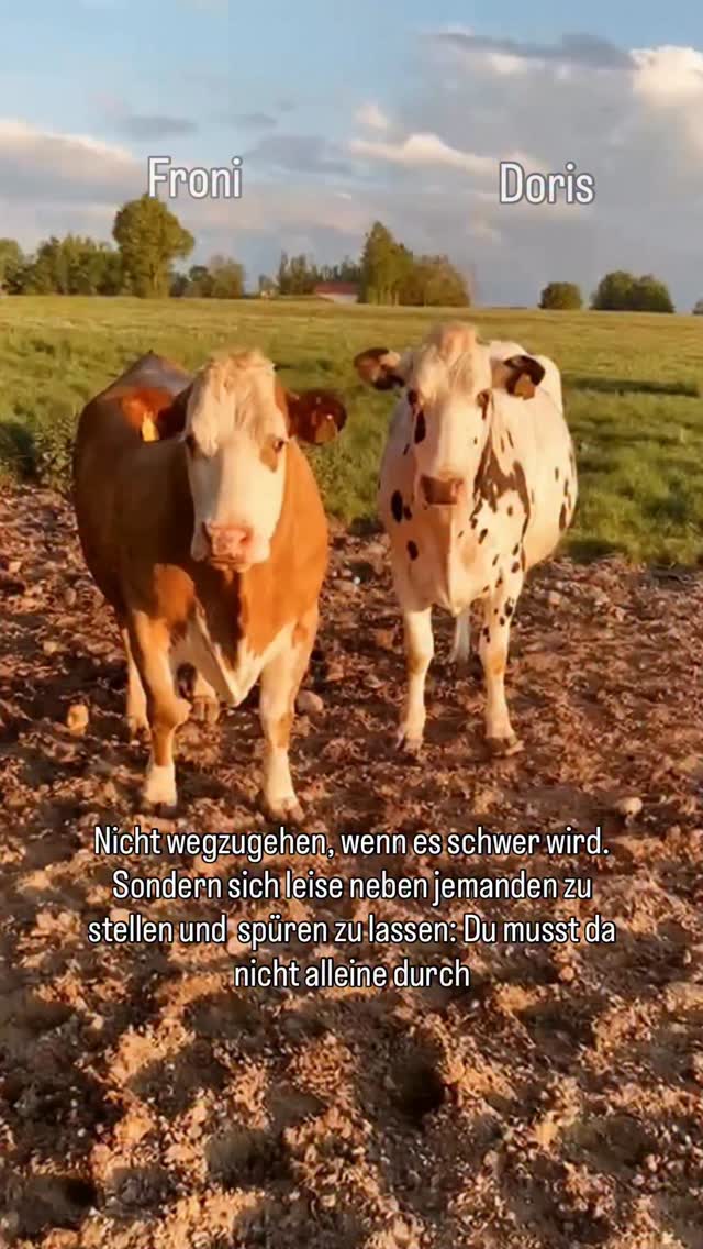 Liebe ❤️Freundschaft 🤍
Doris lebt mit einer Krankheit, die man nicht sieht.
Und vielleicht wird genau dadurch noch deutlicher, wie wichtig echte Verbindung sein kann.
Freundschaft bedeutet nicht, jeden Tag große Worte zu finden.
Manchmal bedeutet sie einfach nur:
Da zu bleiben.
Nebeneinander zu stehen.
Sich Nähe zu schenken.
Ruhe miteinander auszuhalten.
Denn manchmal braucht es niemanden, der alles löst.
Nur jemanden, der neben einem bleibt.
Froni tut genau das.
In einer Welt, in der vieles laut und nur noch oberflächlich geworden ist, wirken solche stillen Bindungen fast selten.
Doch wer Froni und Doris beobachtet, spürt sofort:
Zwischen ihnen liegt Vertrauen✨
Sicherheit🙏
Freundschaft❤️
Und vielleicht berühren sie uns genau deshalb so tief.
Weil sie uns daran erinnern, was Nähe eigentlich bedeutet.
Nicht wegzugehen, wenn es schwer wird.
Sondern sich leise neben jemanden zu stellen und zu sagen:
Du musst da nicht alleine durch ❤️
#freundschaften #lebenshof #tieresindjemand #kuhklang #fühlenstattwegsehen