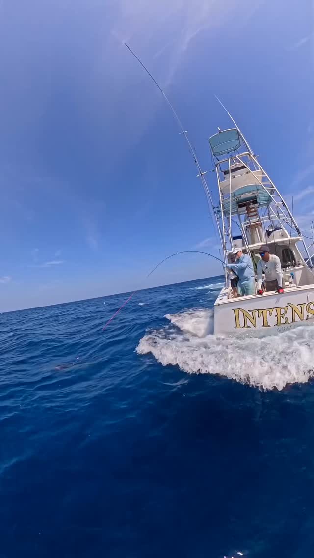 Blue Marlin on Fly with 4 sails. Fish w/ INTENSITY!!!