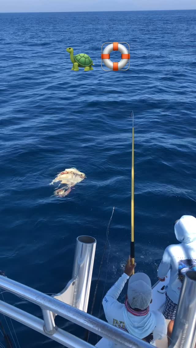Sea turtle rescue. These turtles rest on floating objects to help them float while resting on the surface. But they get entangled in man made debris.