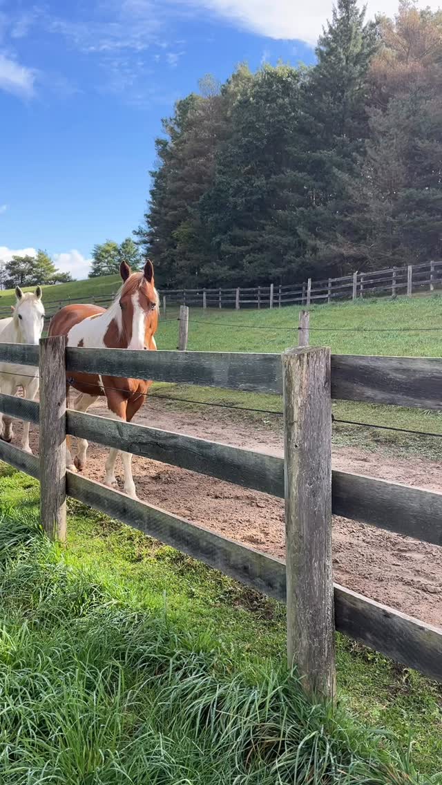 Fence line enrichment: follow the Kubota
#equinewellness #enrichment #horseenrichment #horse #horsewellness