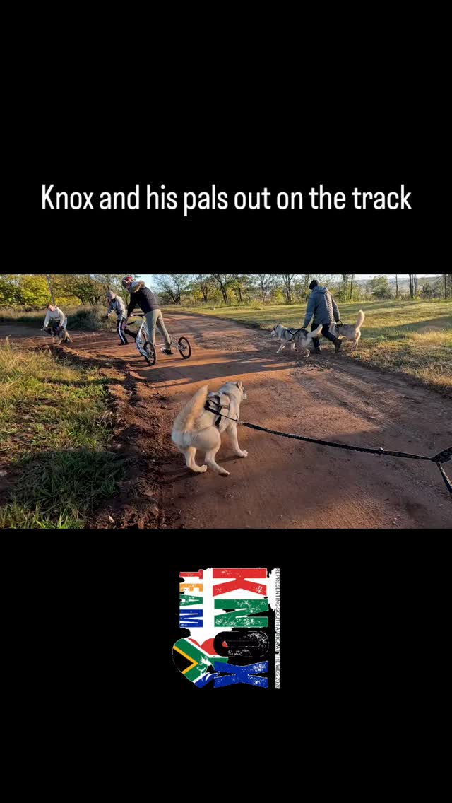 Knox and his pals out on the track.
#wds2026๐ฎ๐น #worldchallengeoftopdogs2026 #teamKnox