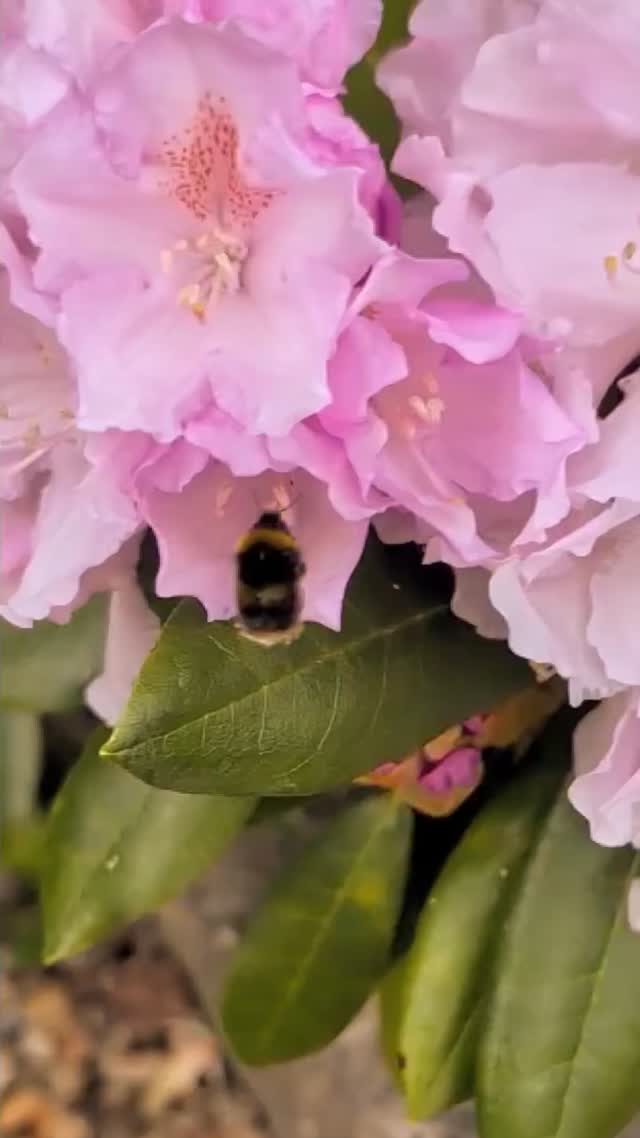 Lazy Sunday vibes -
-
#Bee #Rhododendron #SloMo