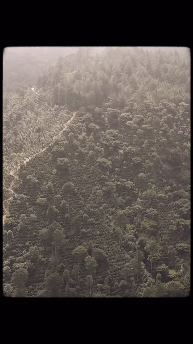 This is where our coffee begins #elgigantecoffee #specialtycoffee #sca #coffeeestate #coffeefarm