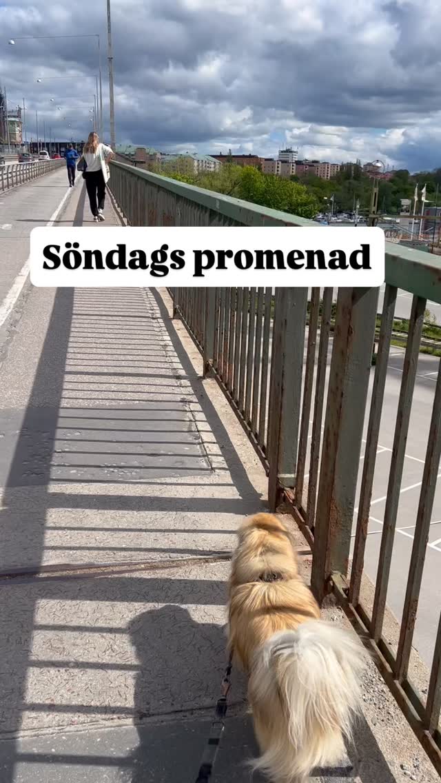 Idag promenerad jag och Leo från Örnsberg till Sergels torg.
Kände mig riktigt duktig! 😅
Men så tog vi tunnelbanan hem!
