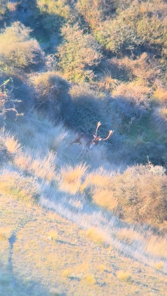 Big fallow buck going down 👌🏼 #hunting #southislandhuntingnz #fallow #buck #killshot