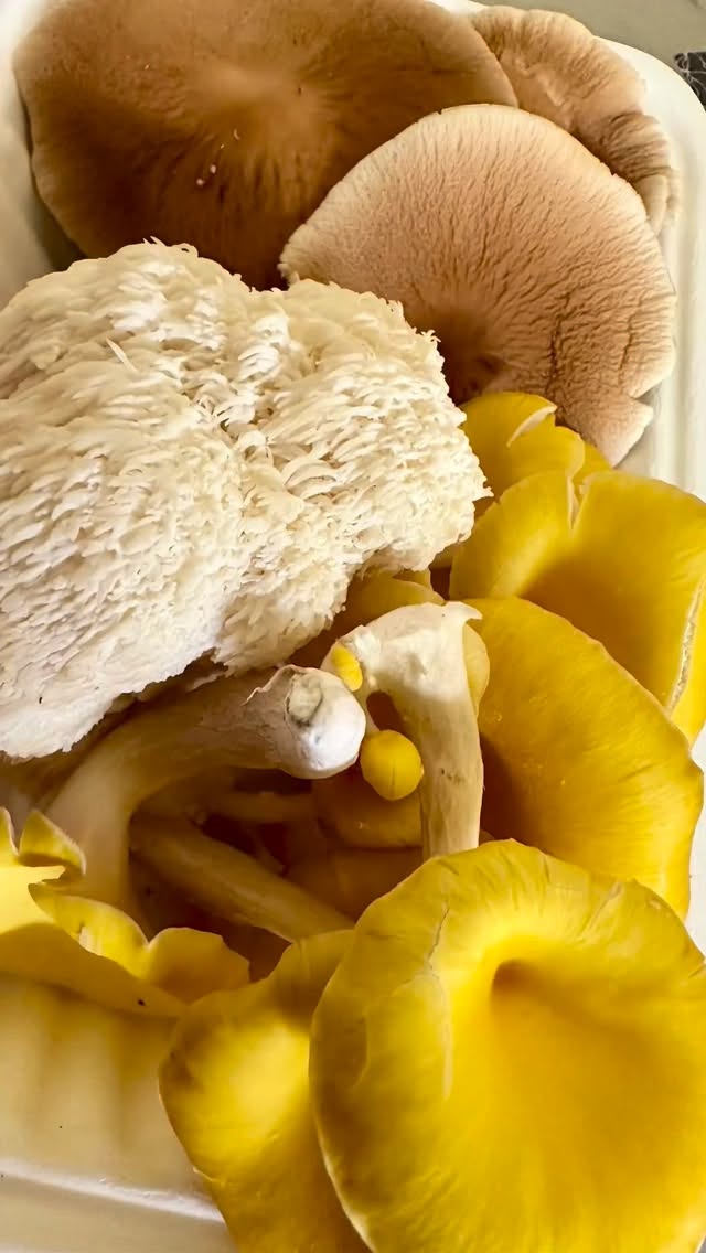 Shout out to all of the growers and foragers offering us delicious gourmet mushrooms 🍄🟫 on Vancouver Island. You can get grow kits to grow exotic mushrooms at home, or buy mushrooms directly from local growers at farmers' markets. My latest find is the nutty pioppino mushrooms (aka black poplar mushrooms) from West Coast Spore, grown in the Cowichan Valley and available every week at the Moss Street Market. Or you can join a local chef for wild mushroom foraging day trips and dinners. I just won an award for a story I wrote about foraging (published by Boulevard magazine and now up on my TasteReport website - link in bio). I love mushrooms and love finding new ways to enjoy our Vancouver Island bounty! #wildmushrooms #foragedfood #growmushroomsathome @westcoastspore @foragers_galley @natureschef @deerholmefarm @comox_valley_mushrooms