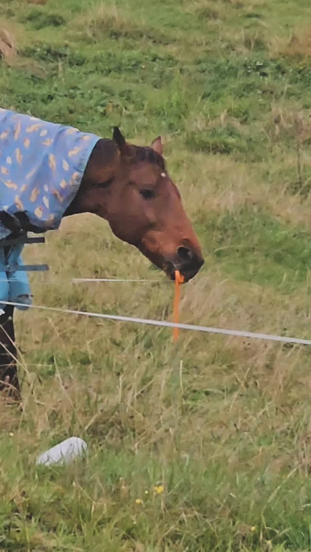 Not even the fence being hot stops him 🙃😂
Never a dull moment around here 😅😶
.
.
.
.
.
.
.
.
.
#naughtyhorse #farmingmum #ruralnz #funnyhorse