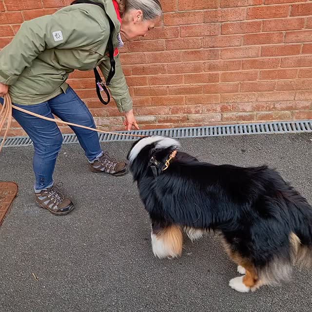 Our teams were all smiling on this lovely afternoon #mantrailing in #Knutsford, though our dogs were all snoozing at the end (well the super exuberant sprockers at least!).
Percy was here for his second session and proved he had his nose ready for his prize, getting to work and very much strutting his stuff today. A couple of junctions and off scent enhancements so all spot on and super confident. Well done team Percy 👏 👍 🙌
Also showing super confidence were Team Gino. It's been an absolute delight seeing Gino blossom and today we saw him check out strangers as possible targets and move on calmly and methodically to complete his lovely finds. Really efficiently done, but more importantly, the milestones he reached in confidence today were a joy to be a part of. Well done Team Gino 👏 👍 🙌
Gary has been recommending trailing to his brother Snoop for a while, so Snoop dog decided it was time to try. Following in his brother's footsteps the game made perfect sense to him and we couldn't have asked for a better start. Great work Team Snoop and we look forward to seeing you very soon for your follow up session. Well done Team Snoop 👏 👌 👏
Finally Team Gary completed a mock assessment as a warm up which they completed in half the available time. They followed this with a lovely pet trail to track down that pesky lost brother of his, Snoop. Some lovely work with a challenging scent start finished this team for the day. Well done Team Gary, spot on 👏 👍 🙌
Super trailing today!
Mantrailing is great for building confidence in our dogs. They learn independent thinking and decision-making and this tires them out. Two sprockers were snoozing in the car boot at the end of the session as proof!
Learn more at www.dogtrailing.co.uk