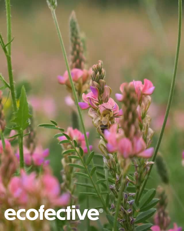 🐝 Happy World Bee Day! 🌼
Did you know that our beloved brand, Ecofective, is dedicated to championing bees and protecting the wildlife that keeps our planet thriving? 🌍💚
Together, we can create greener spaces and make a real difference for pollinators and the environment.
Get in touch today to find out how you can join our tribe and help make the world a more eco-friendly place 🌱✨
👉enquiries@sipcamhg.co.uk
#WorldBeeDay #EcoFriendly #SaveTheBees #Ecofective