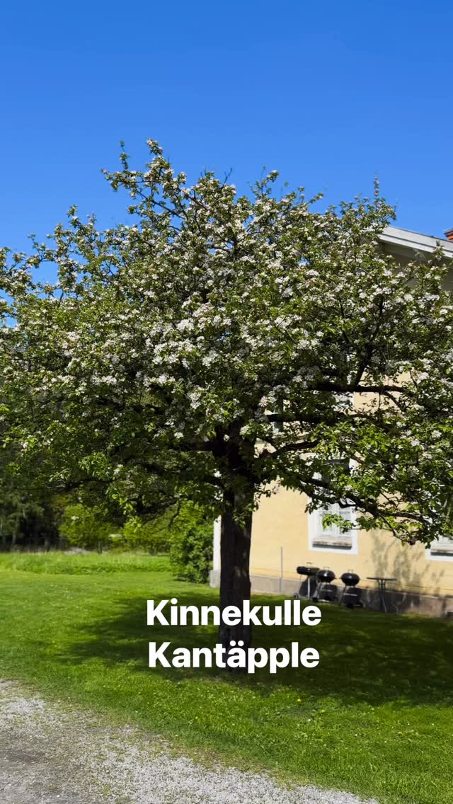 #falkangenkinnekulle #kinnekullekantäpple #biologisktmångfald
