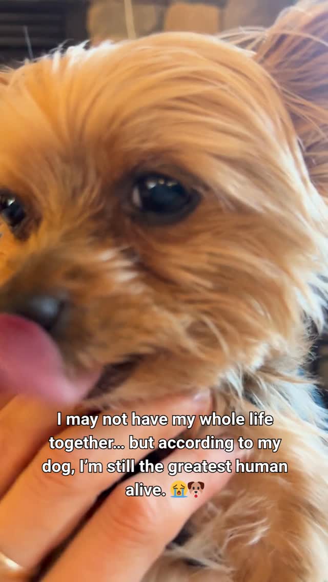 Some days you feel behind. Some days you’re exhausted. Some days you’re figuring life out one coffee and deep breath at a time. 😅🐾
Meanwhile your dog is over there acting like you’re the greatest human to ever exist… and honestly? That kind of love heals something in you. 🤍
Tell me the truth… what’s the sweetest thing your fur baby does that melts you every single time? 👇🐶
Follow along for more real life, Yorkie chaos, and dog mom moments with Joshua 🐾
#dogmom #furparent #yorkielove #dogpeople #petparent