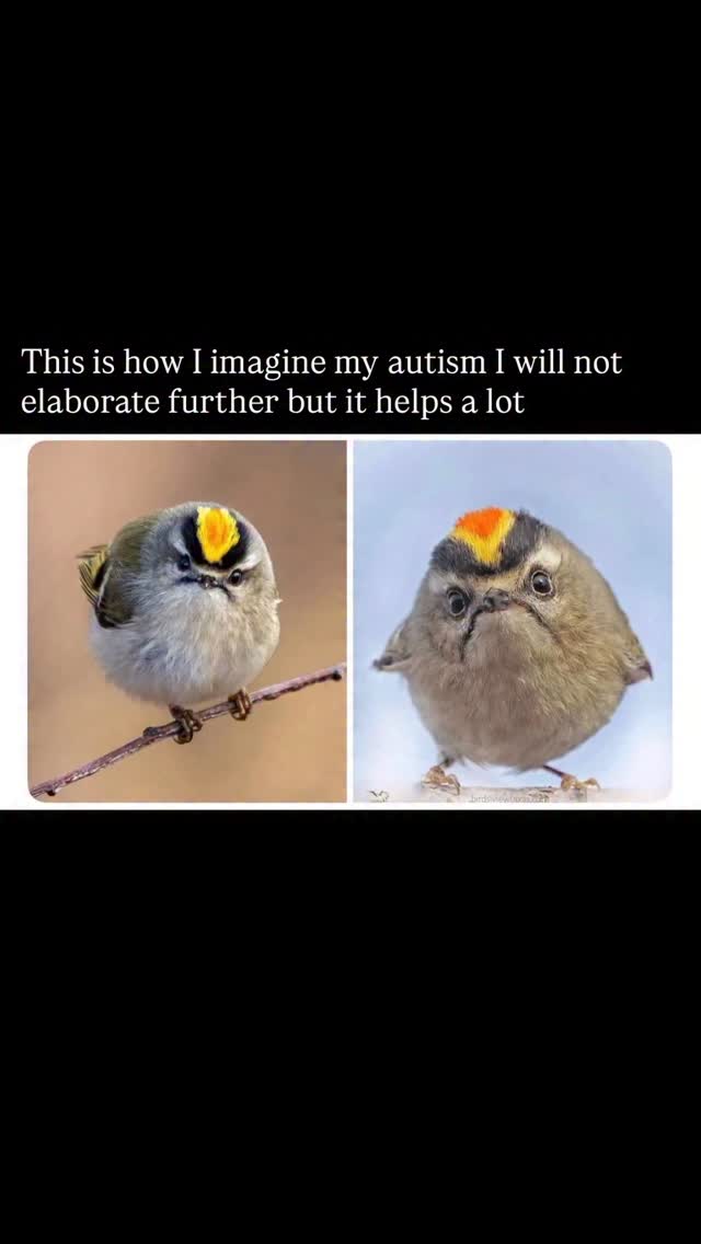 Henceforth my ASD is a goldcrest and now itās easier to accommodate her needs š¤£