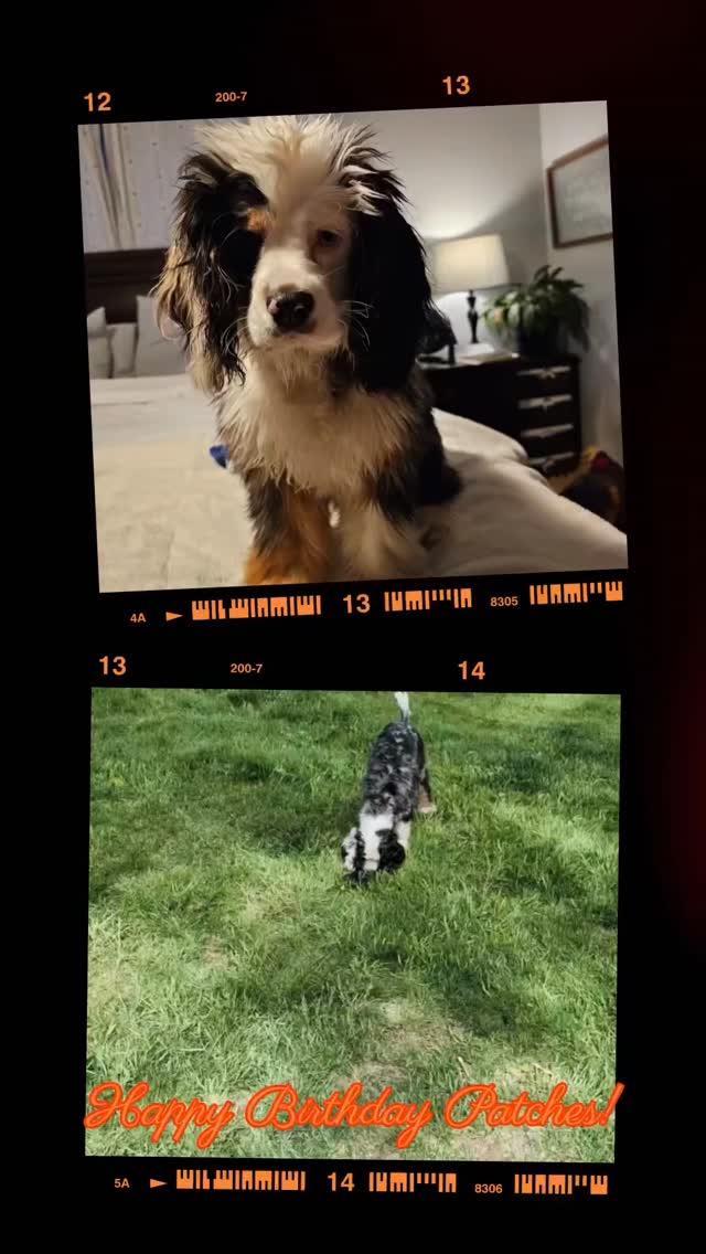 🎉 Happy 1st Birthday to Captain Patches O'Houlihan, our one-eyed pirate dog! 🏴☠️🐾
It's hard to believe this little guy is already a year old.
The moment we first saw Patches, we fell in love. Later we learned he was born without one eye, and as he grew, we discovered he's very hard of hearing. He tries so hard to listen...it’s just the hearing part that gives him a challenge sometimes. 😆
But if there's one thing we've learned, it's that Patches doesn't let any of that slow him down. He's cuddly, loving, playful, persistent, and always ready to be wherever his people are.
Captain Patches O'Houlihan earned his pirate name honestly, and we wouldn't change a single thing about him. He's brought so much joy, laughter, and love into our family this past year.
Help us wish this sweet pirate pup a happy birthday! 🎂🐶❤️
#kingcharlescavalier #CockerSpaniel #FamilyDog