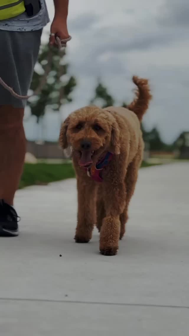POV: Your dog’s social life is more exciting than your own